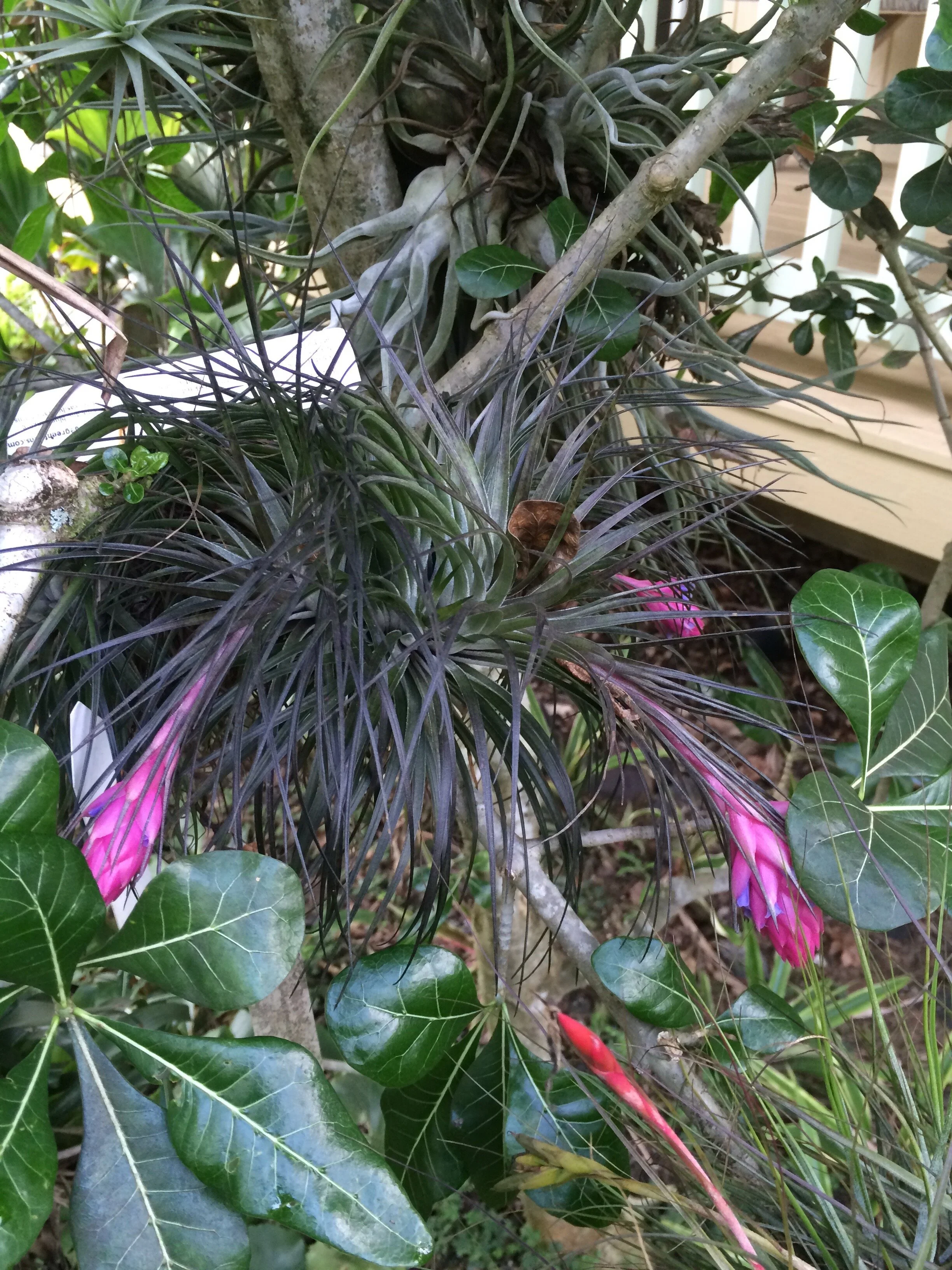 Tillandsia+stricta+(dark+